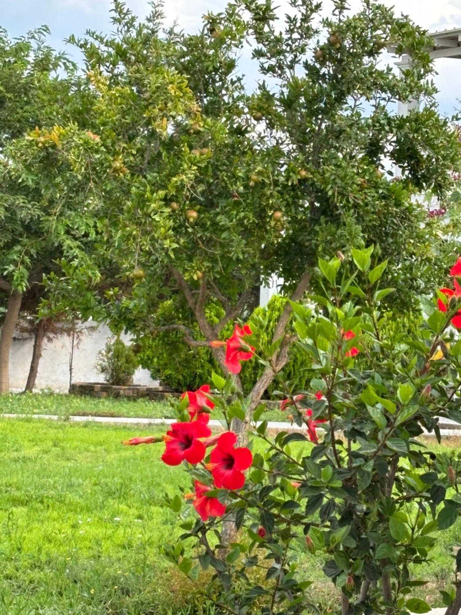 Liostasi Houses Skyros Ngoại thất bức ảnh